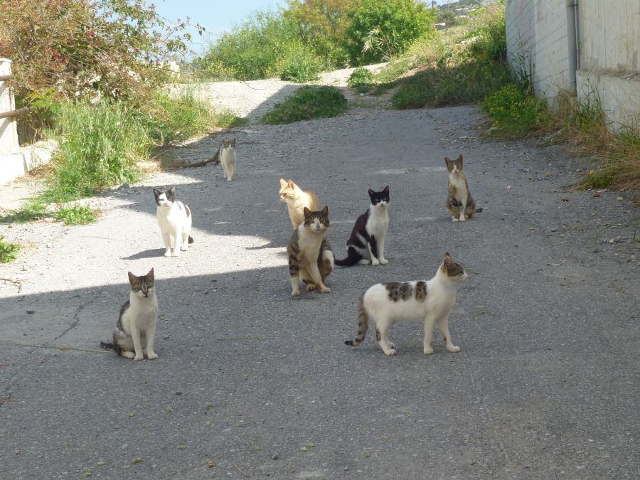 GCWS - Stray cat neutering programme