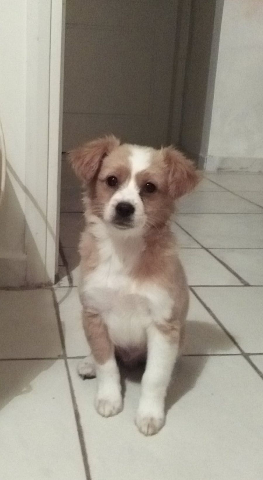 Bubis