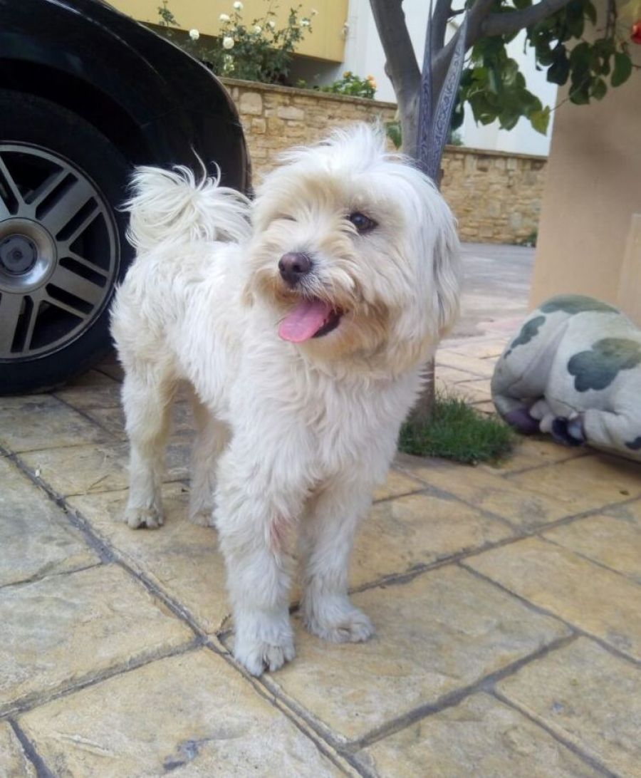 Mailo