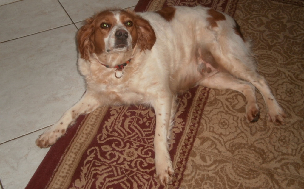 Suzi